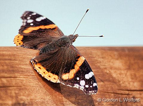 Red Admiral Butterfly_26616.jpg - Red Admiral (Vanessa atalanta) photographed at Smiths Falls, Ontario, Canada.